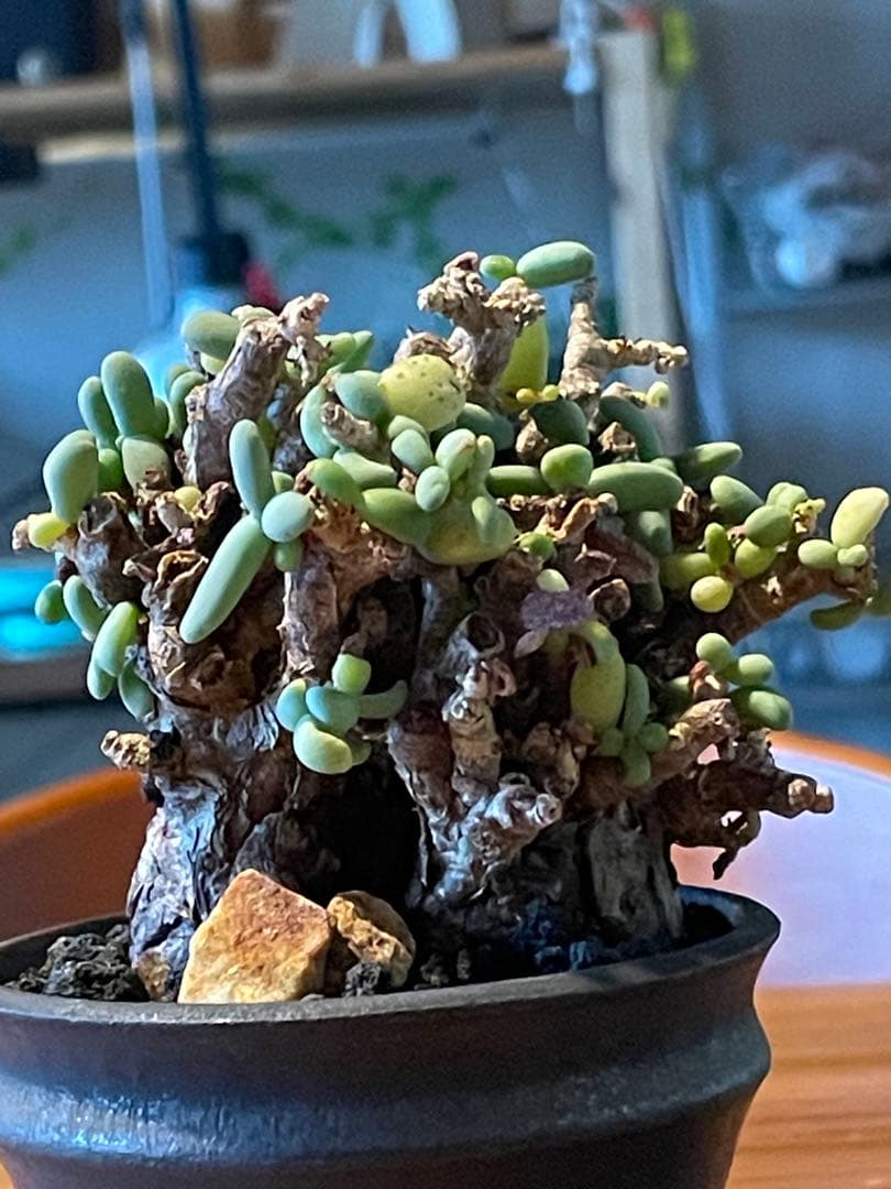 抜き苗発送【現地球／発根済】小さな巨人/粒葉ケラリア ピグマエア