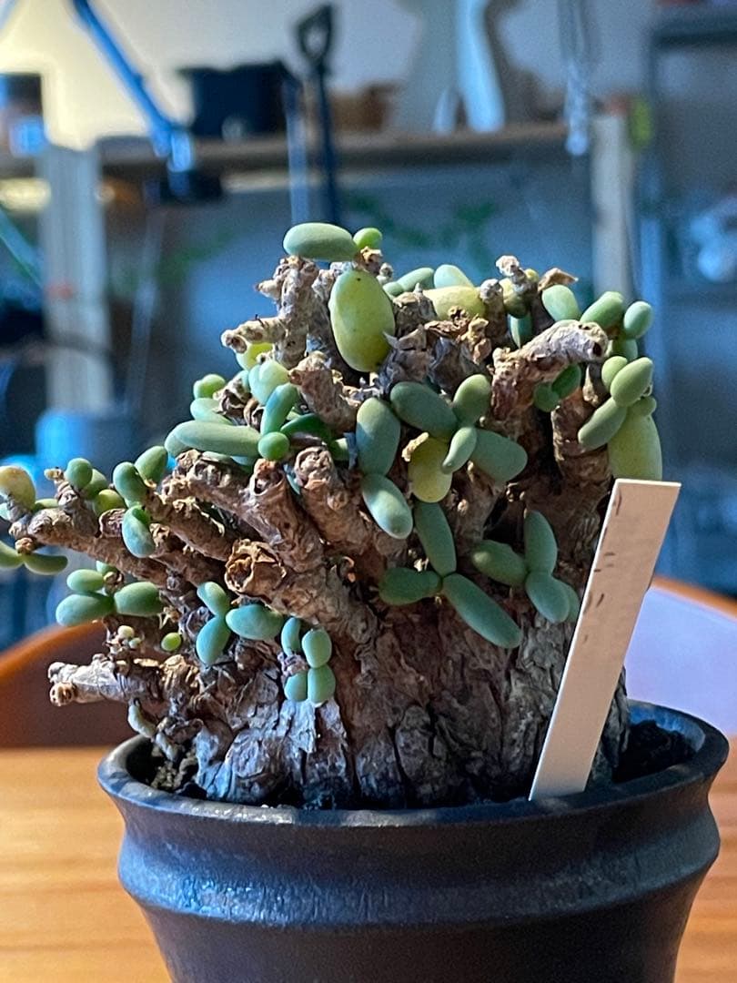 抜き苗発送【現地球／発根済】小さな巨人/粒葉ケラリア ピグマエア