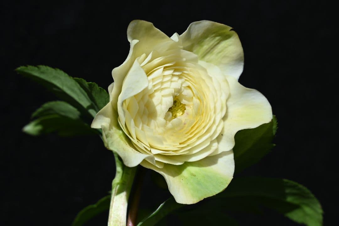 クリスマスローズ　必見！！超アフロディーテ　メビウス交配加藤農園