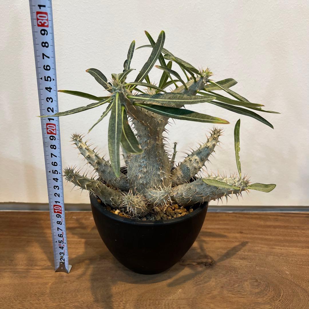 【美株】パキポディウムグラキリス 多頭 国内実生 塊根植物 多肉 サボテン