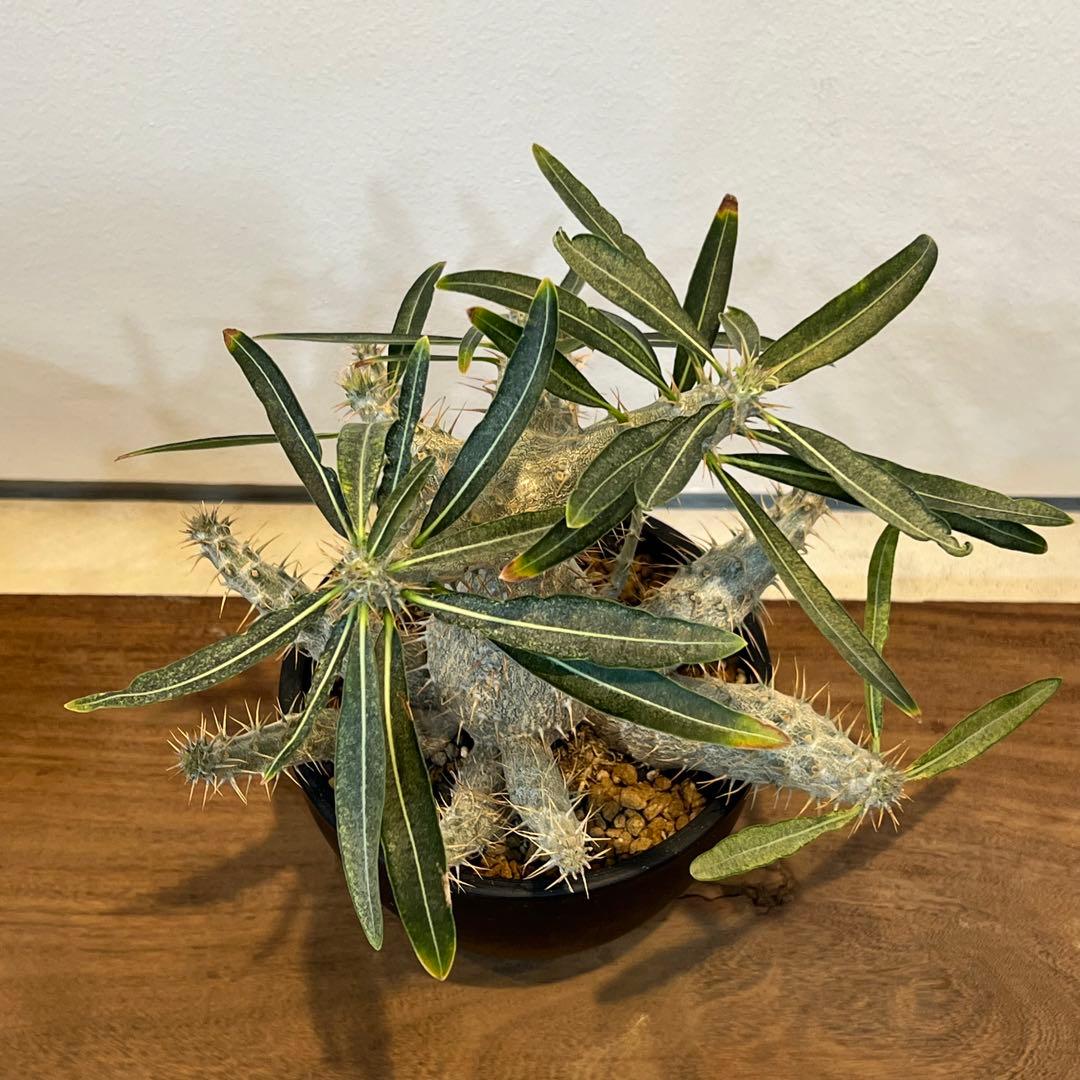 【美株】パキポディウムグラキリス 多頭 国内実生 塊根植物 多肉 サボテン