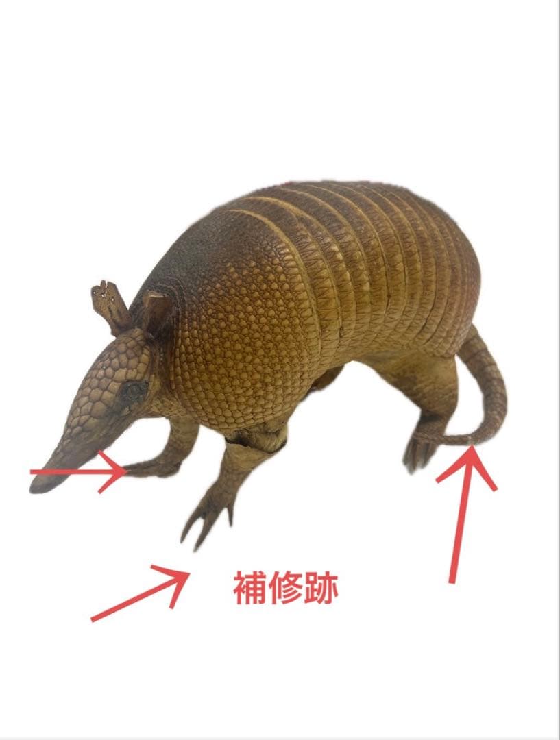 希少！　アルマジロ　剥製　　希少動物　珍品