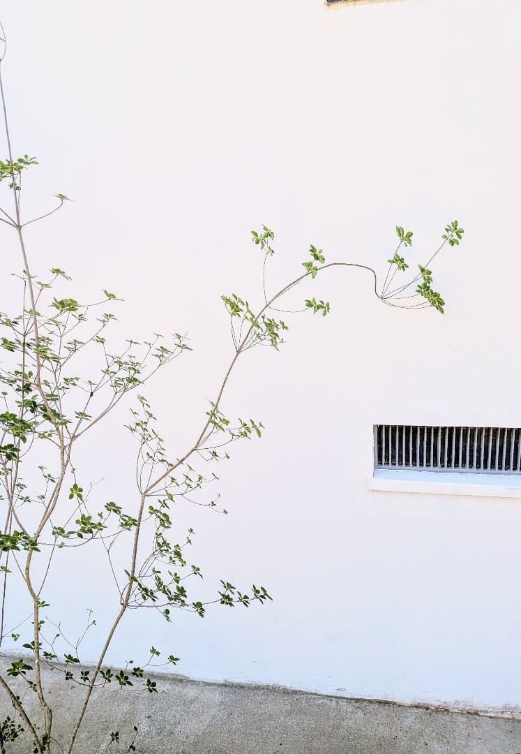 絶品。山採りドウダンツツジ。