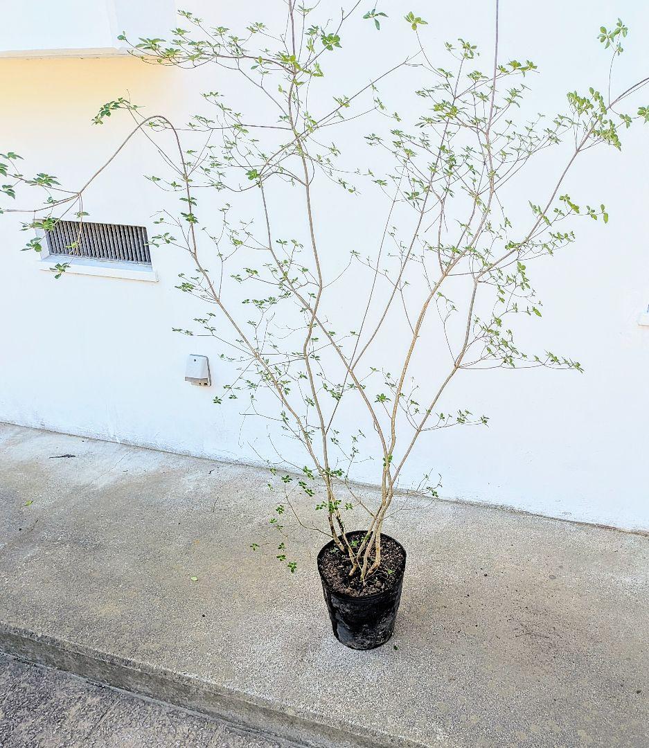 絶品。山採りドウダンツツジ。