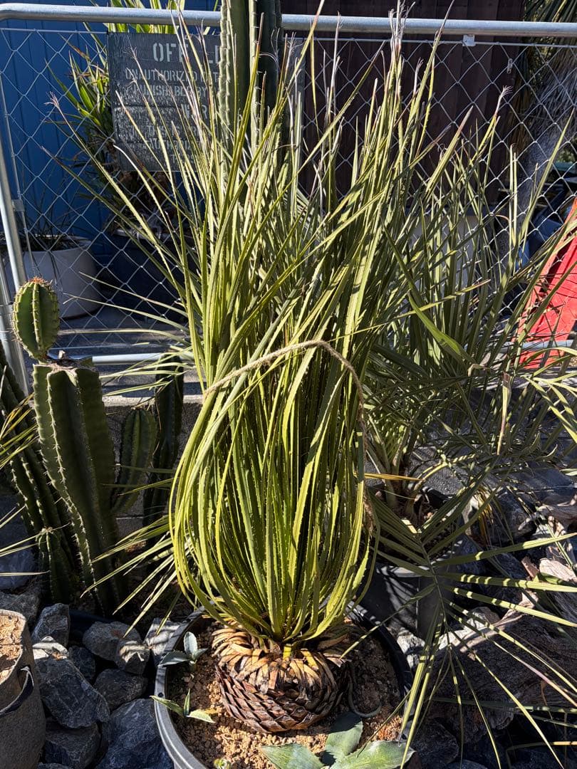 耐寒性ダシリリオン大苗ミキワネンシス◇ドライガーデン多肉サボテン　アガベ　ユッカ