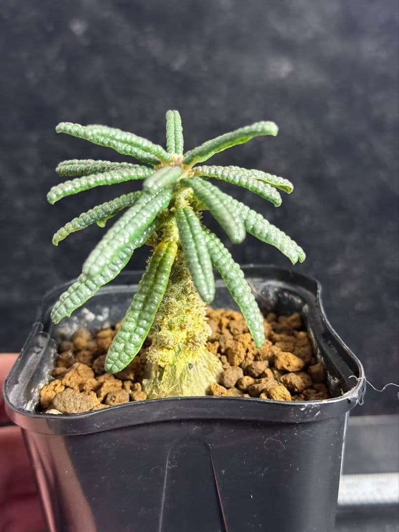 t*e様 ドルステニア・ギガス ブルラタタイプ 実生株｜発根済み 鉢植え発送 Z