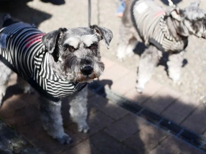 25mm F1.8 MF 単焦点レンズ！SONY Eマウント対応！ブラック！美品