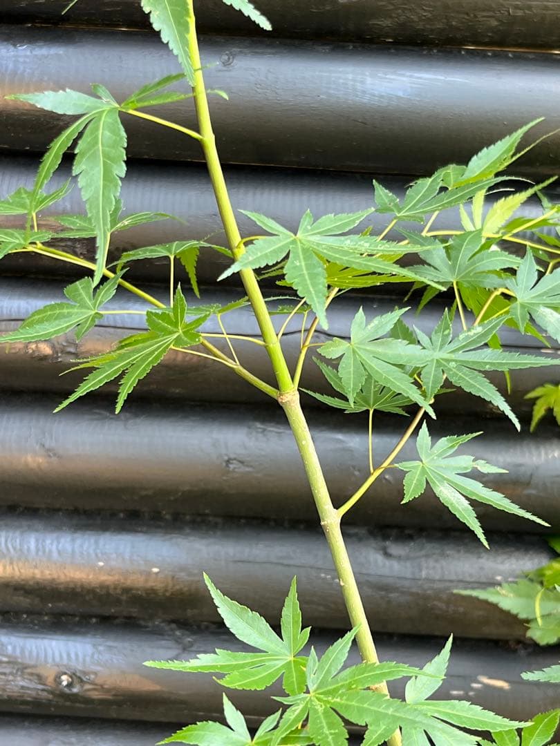 山採り天然　コハウチワカエデ　イロハモミジ　2種混合株