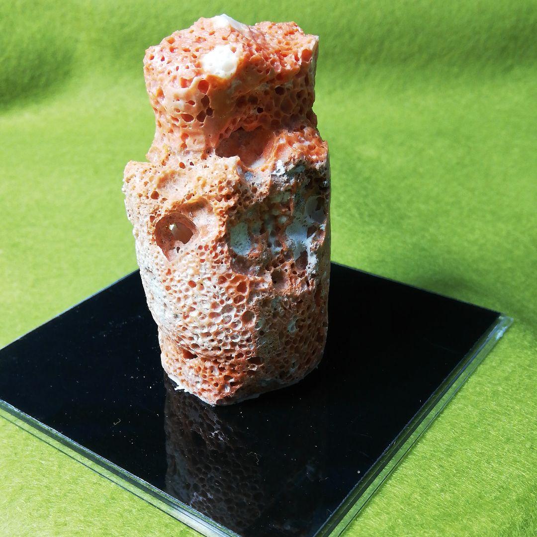 貴重　宝石珊瑚　夫婦ふくろう　彫刻置物　3578