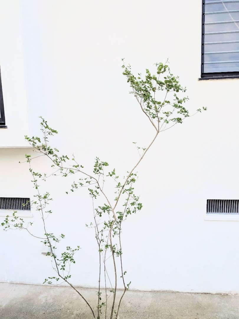 絶品。山採りドウダンツツジ。