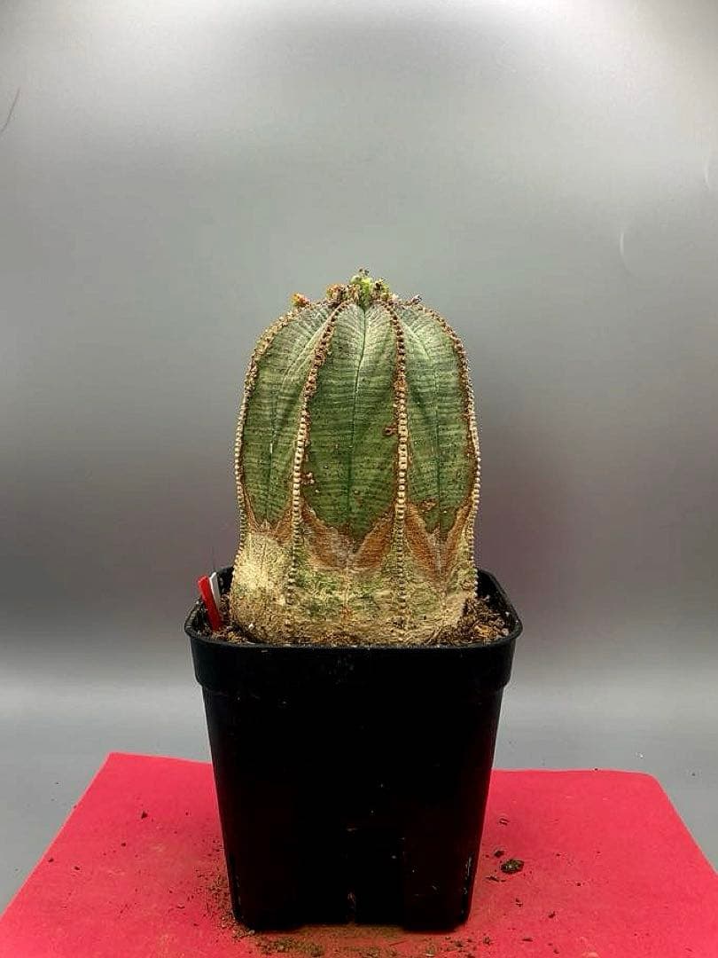 《3号WR》ユーフォルビア　オールド　オベサ　雌株