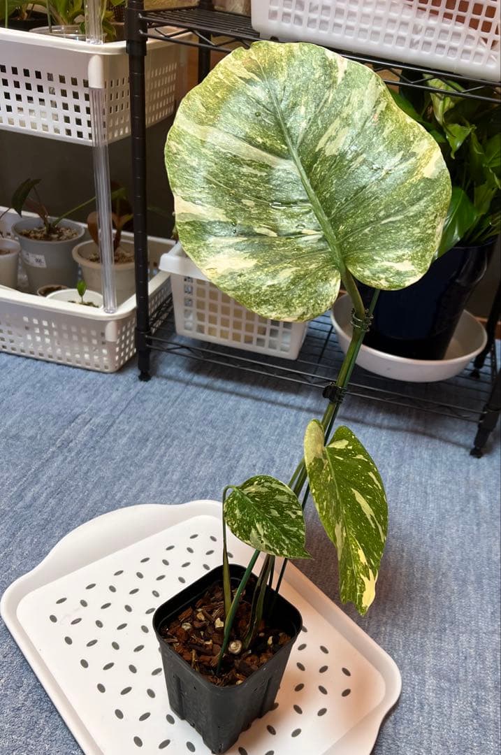 斑入りモンステラデリショーサレガシー