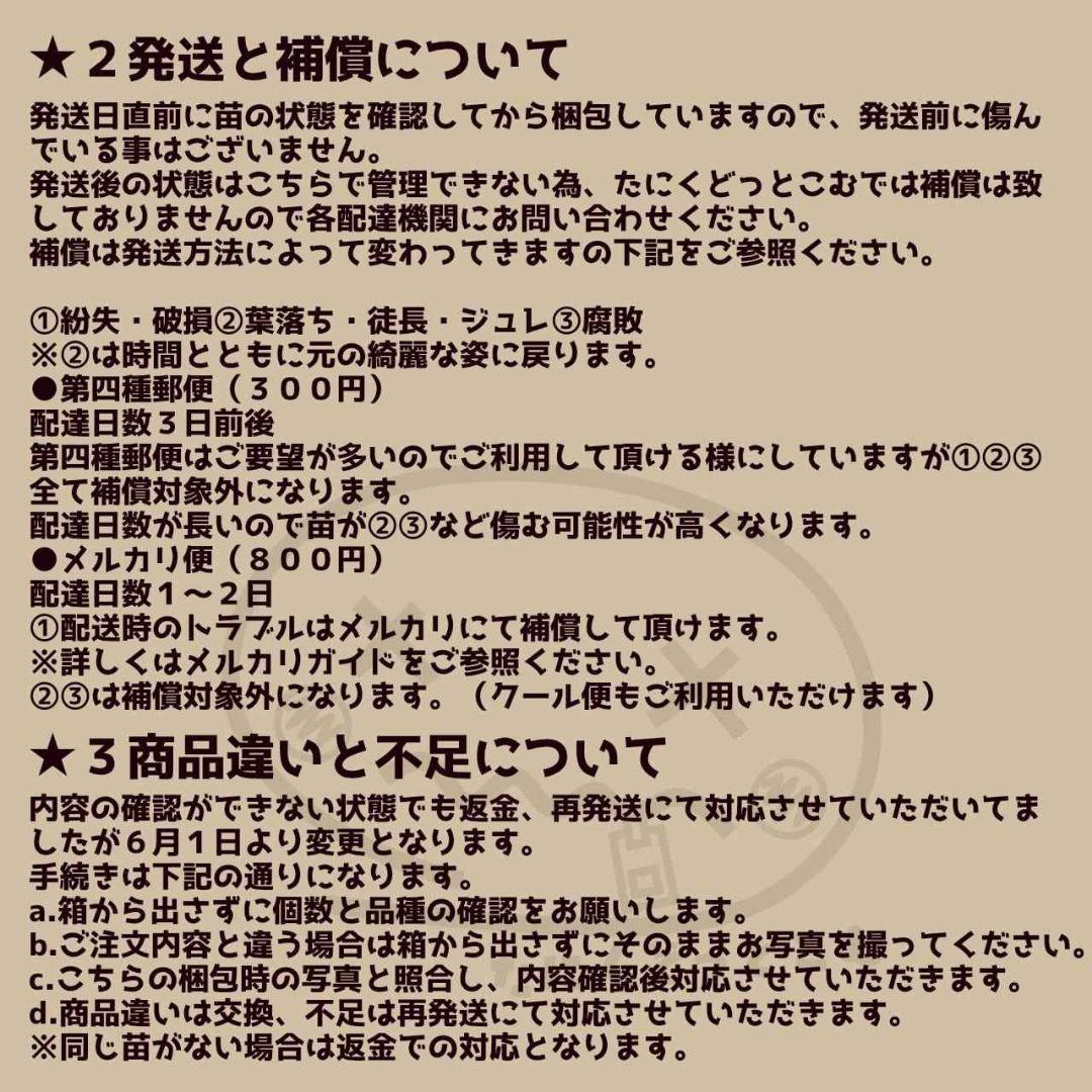 ペガサス◎多肉植物 カット苗 韓国苗 エケベリア等