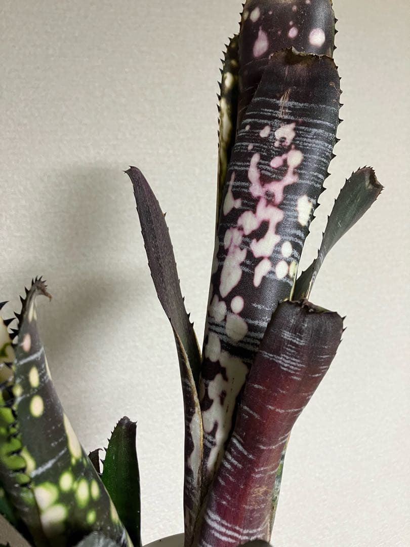 ブロメリア・エアープランツ B. 'Domingos Martins' Original Clone