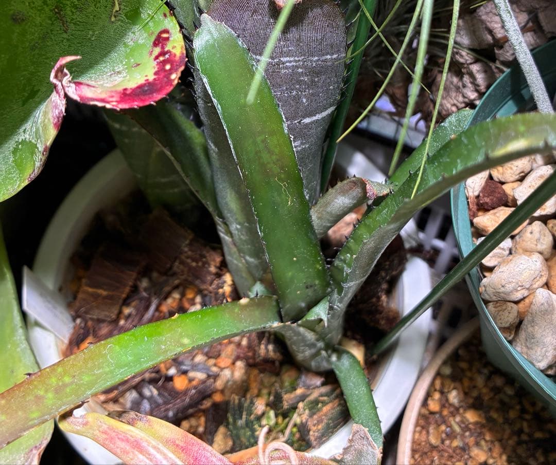 ブロメリア・エアープランツ B. 'Domingos Martins' Original Clone