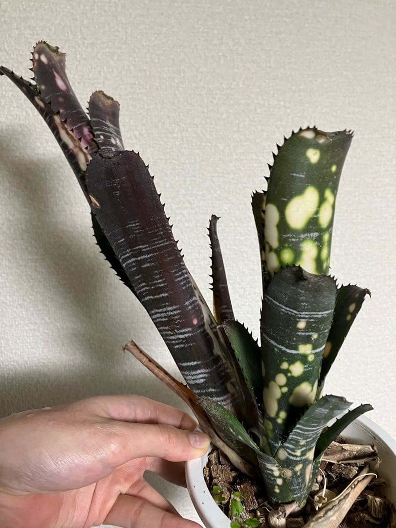 ブロメリア・エアープランツ B. 'Domingos Martins' Original Clone