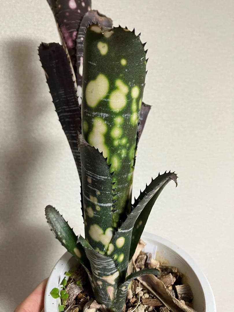 ブロメリア・エアープランツ B. 'Domingos Martins' Original Clone