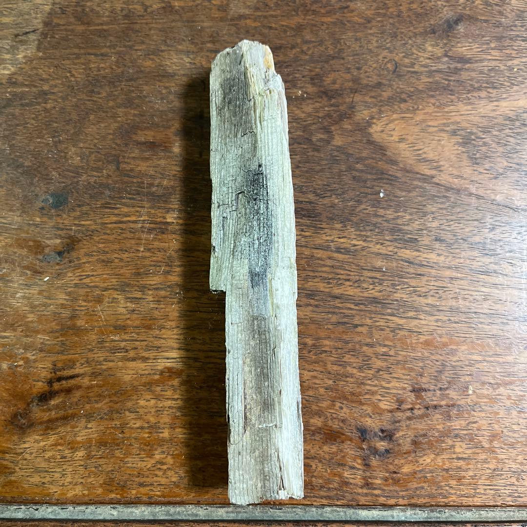 木の化石4点セット