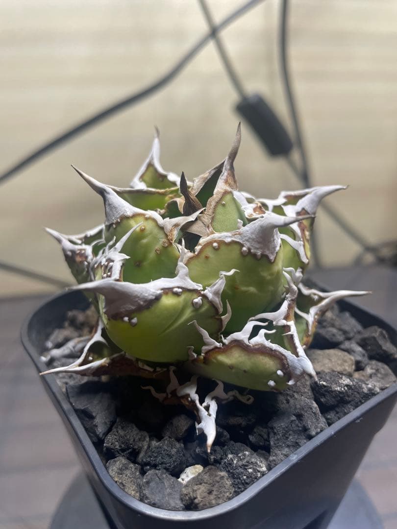 アガベ チタノタ　子株　ヨーロッパブツブツ　発根済み