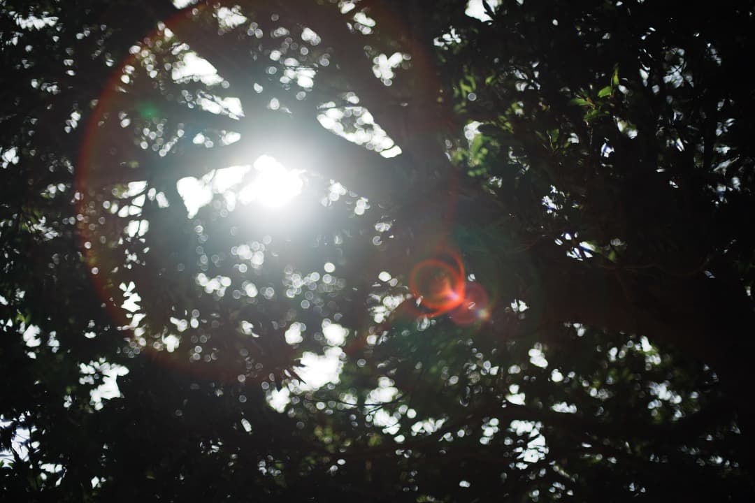 【極美品】動作◎ ニコン　Ai Nikkor 50mm F1.4 905