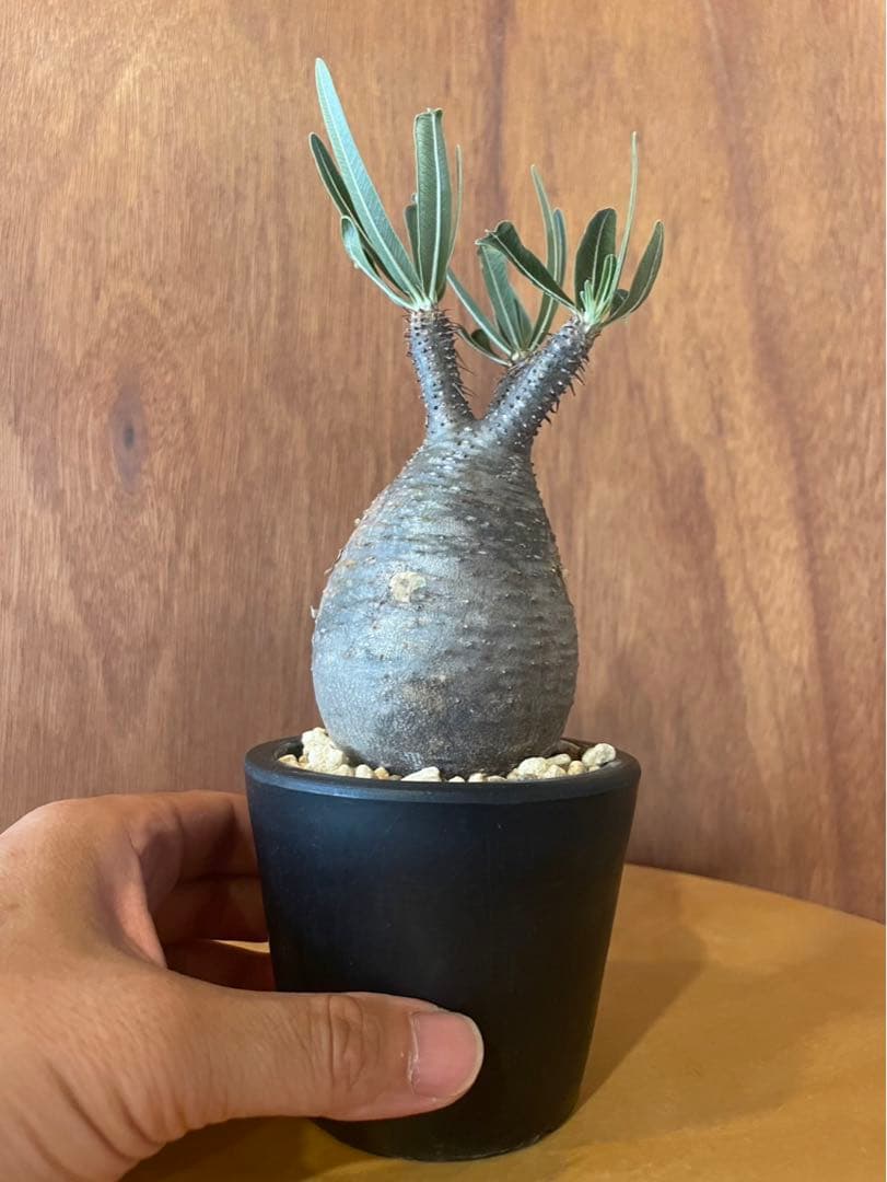 グラキリス　中　現地球　サンデルシー種子10粒プレゼント