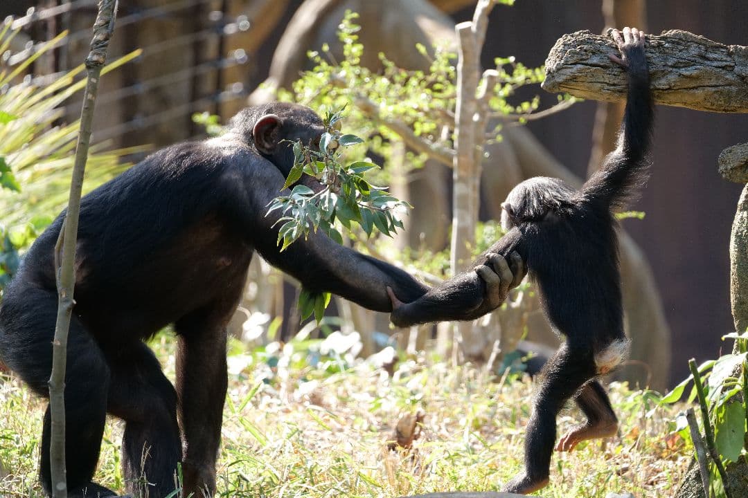 【lマウント】SIGMA 100-400mm F5-6.3 DG DN OS