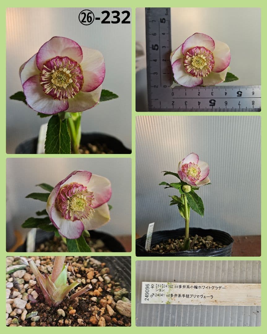 96猫様ご購入苗㉖-221㉖-230㉖-232クリスマスローズ