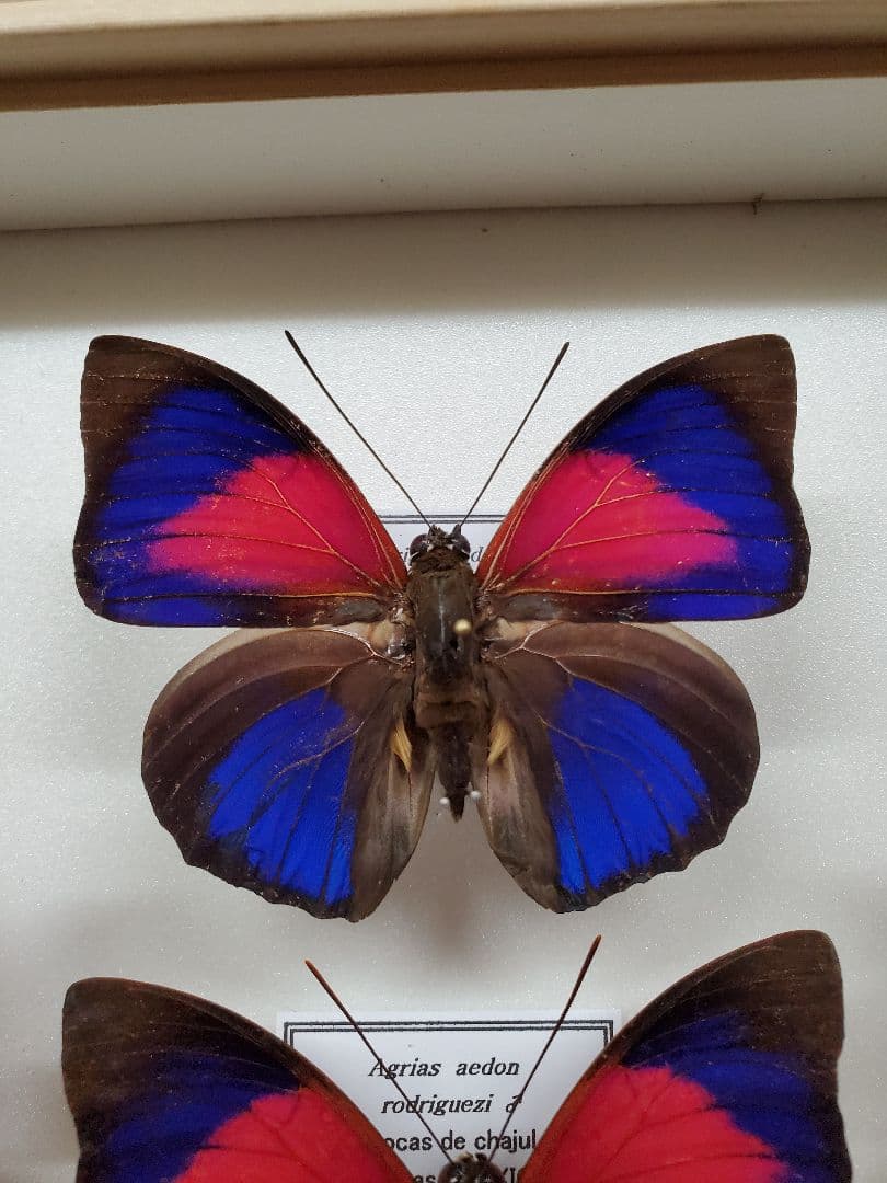 コレクションシリーズ、アグリアス、アエドン、ロドリゲッティー