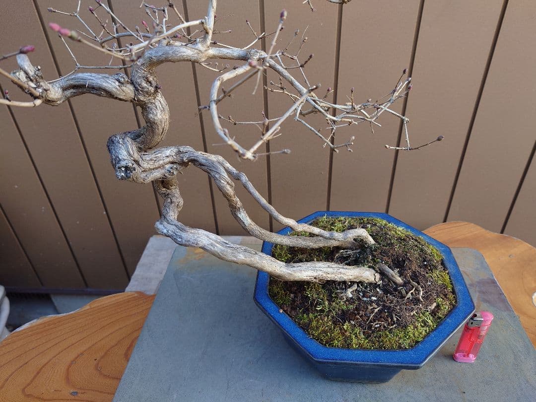 盆栽　ウグイスカグラ　樹高44cm