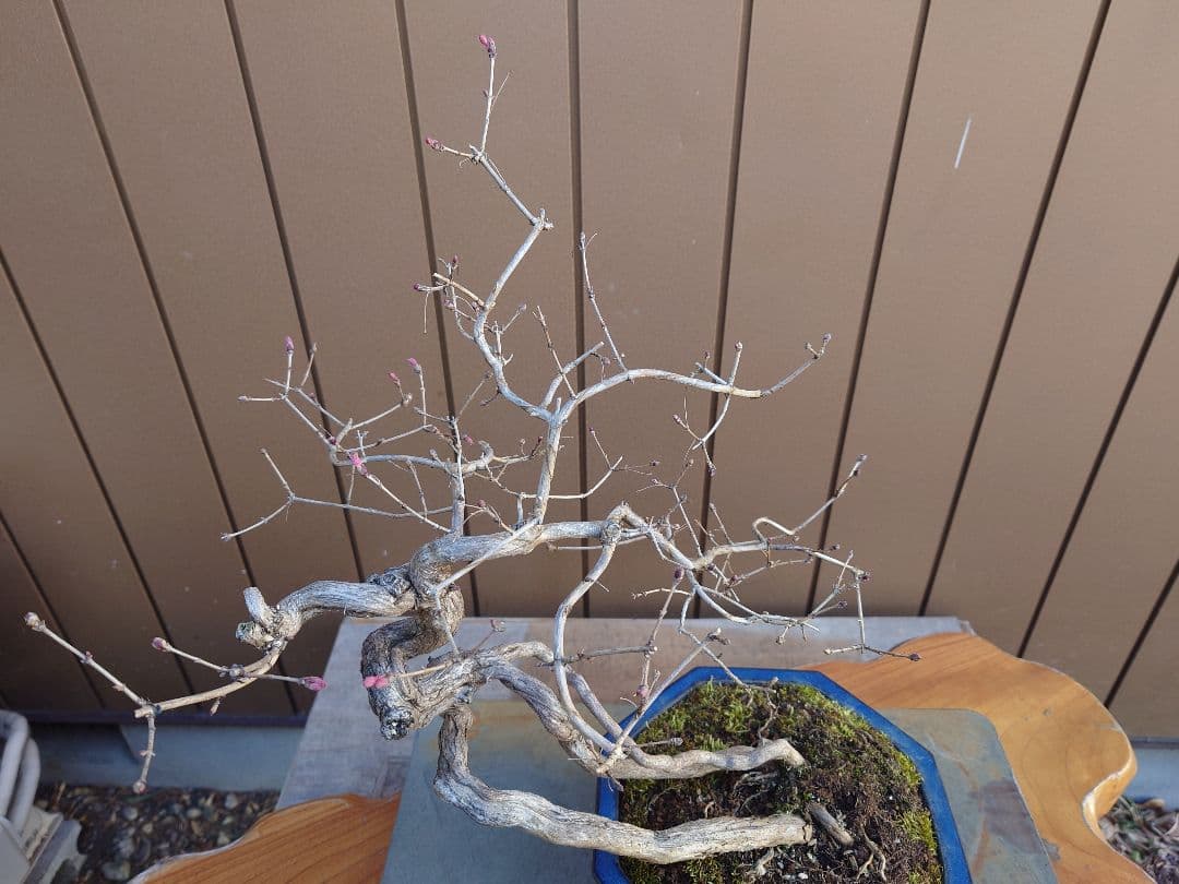 盆栽　ウグイスカグラ　樹高44cm