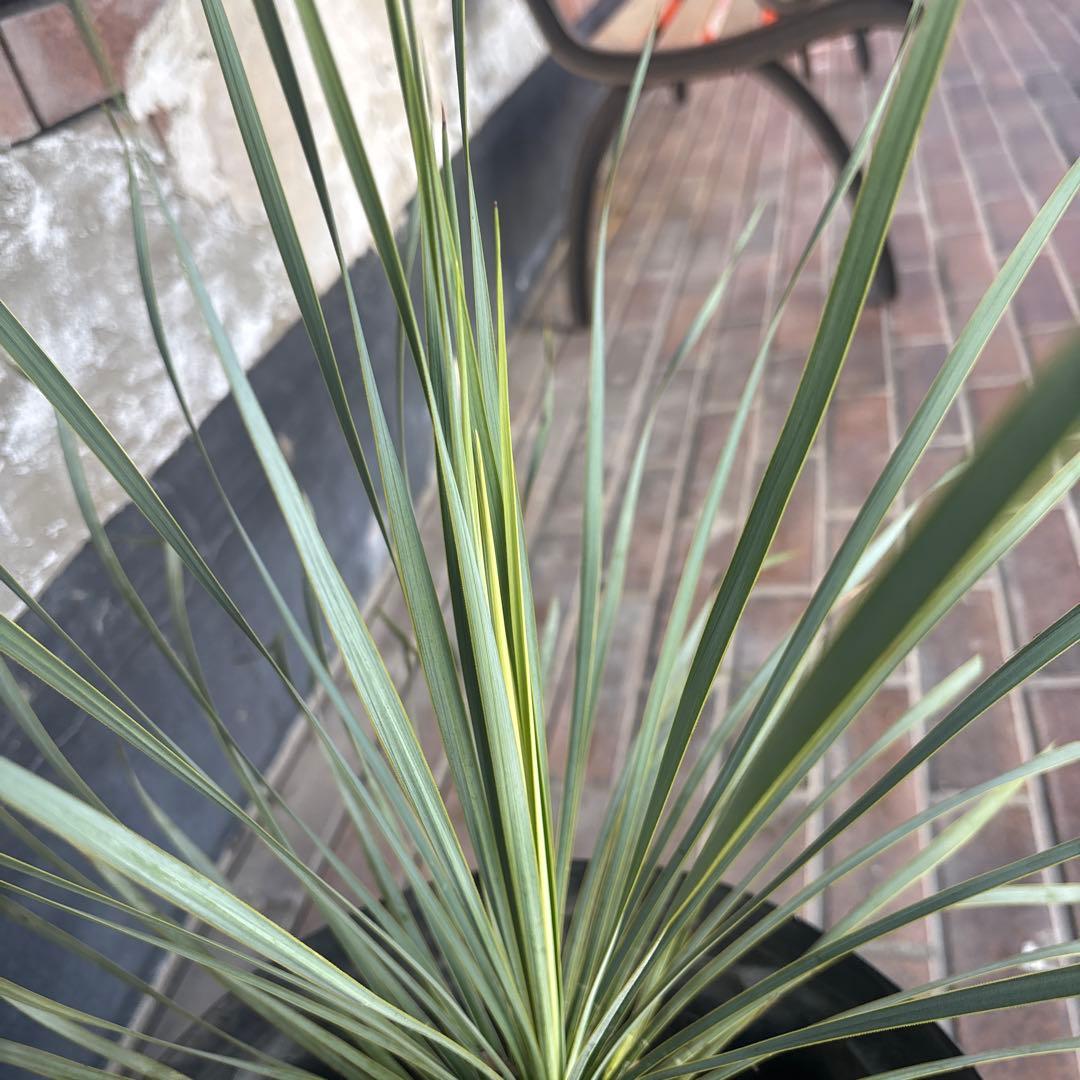 ユッカ ロストラータ　国内　実生　観葉植物 健康的な根元