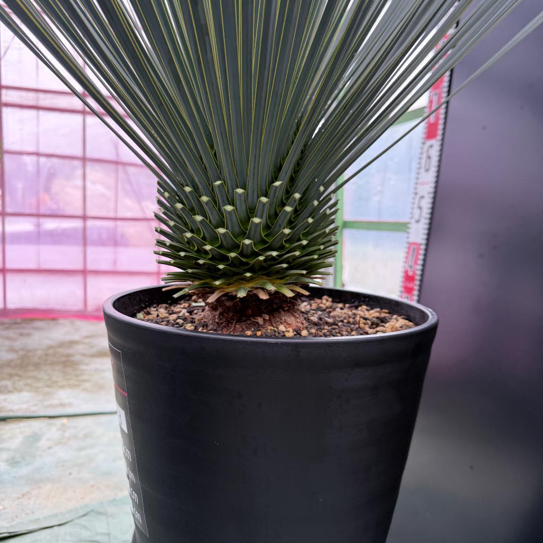 【AL1043】ユッカ　ロストラータ　ランチョブルー　数量限定販売