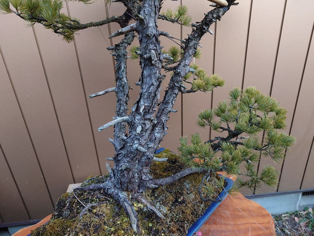 ※引取限定※　盆栽　吾妻五葉松