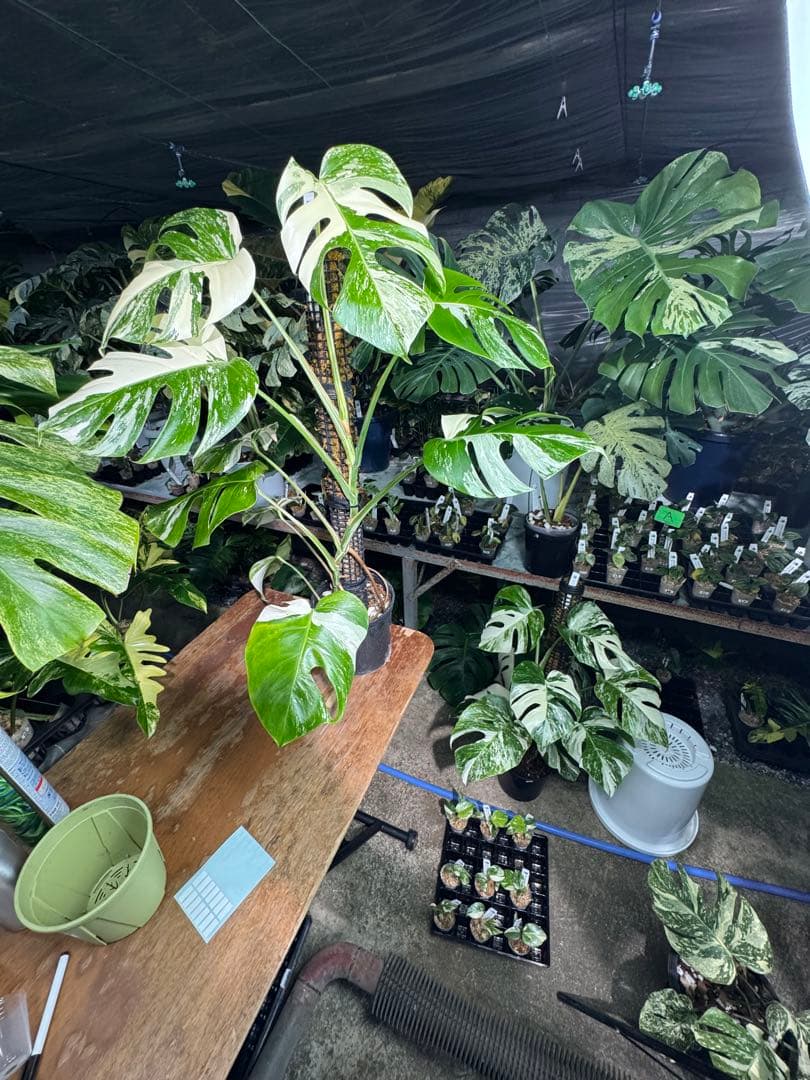 2モンステラ　ボルギシアナ　アルボ　白斑入り　鉢モスポール付き