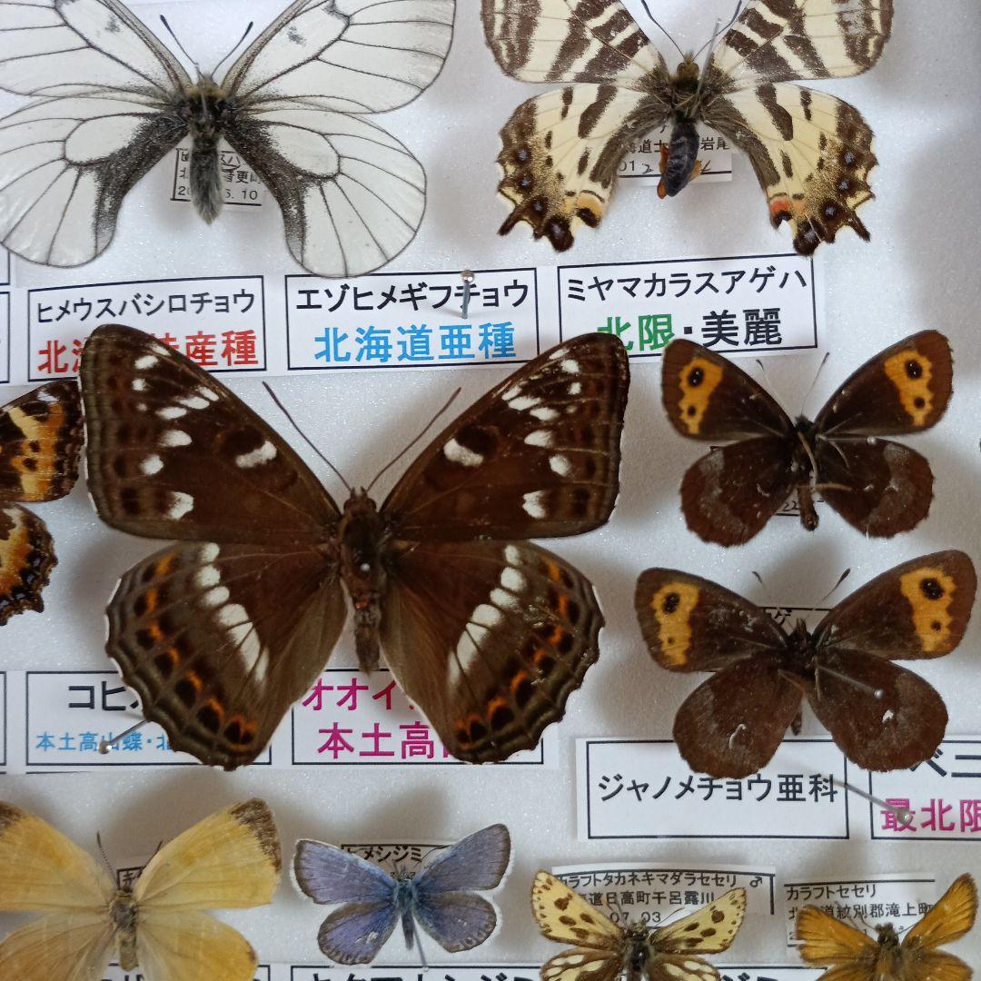 ３/17まで掲載：日本の稀少蝶 地域特産種・局地発生（亜）種