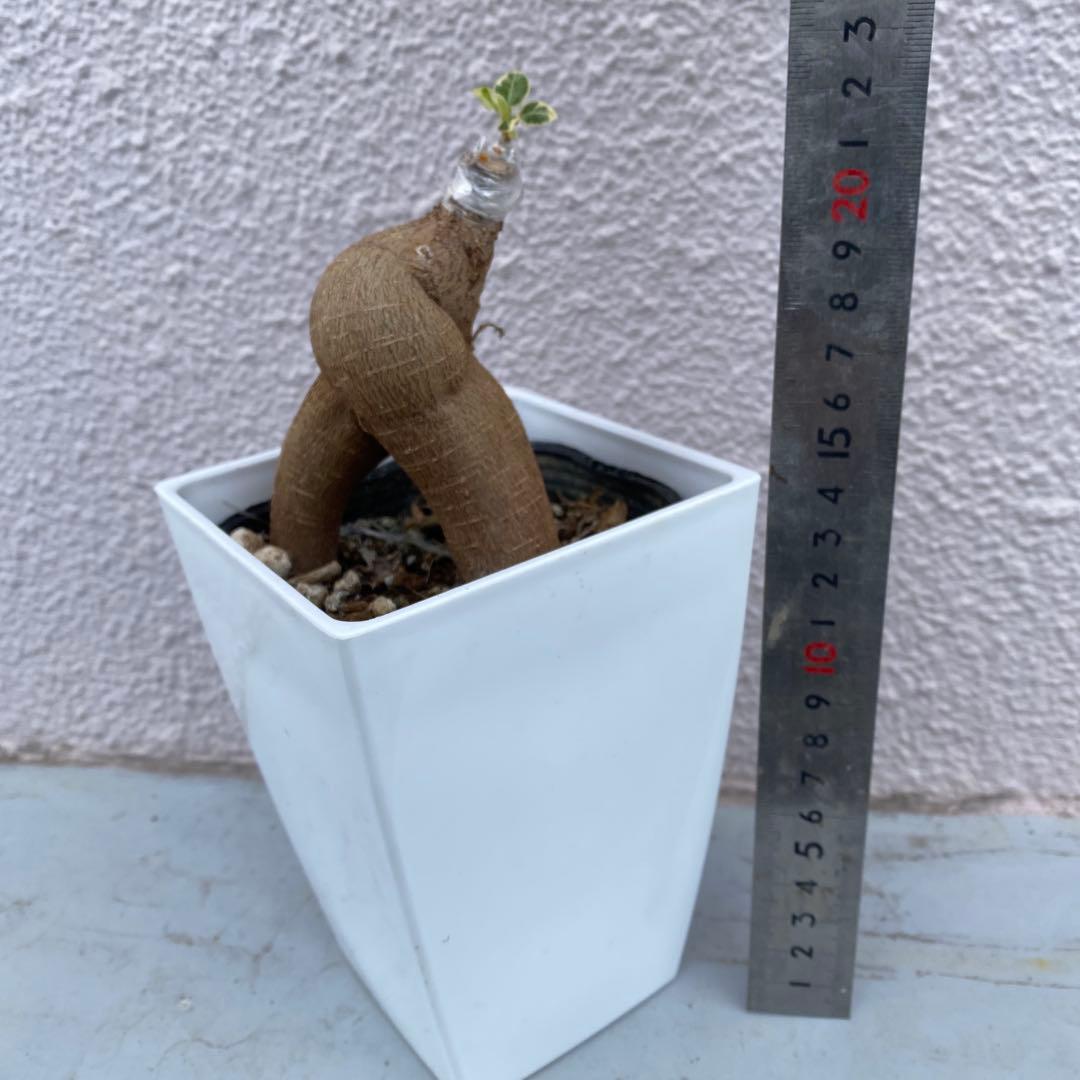 パンダガジュマル 斑入り 超希少 接木・鉢込 発根済み