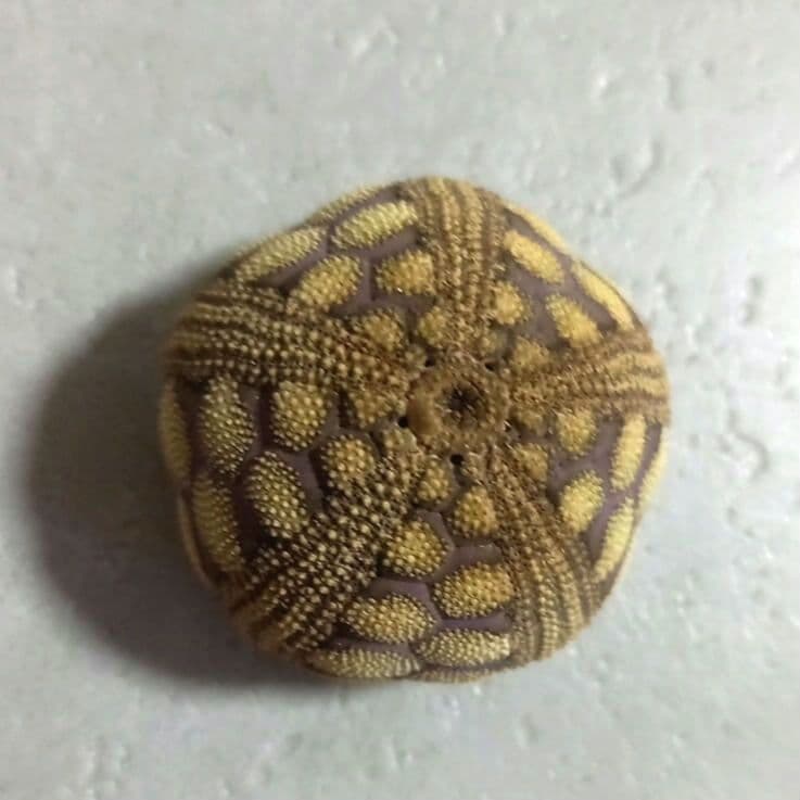 Microcyphus rousseaui　ウニ殻　完品