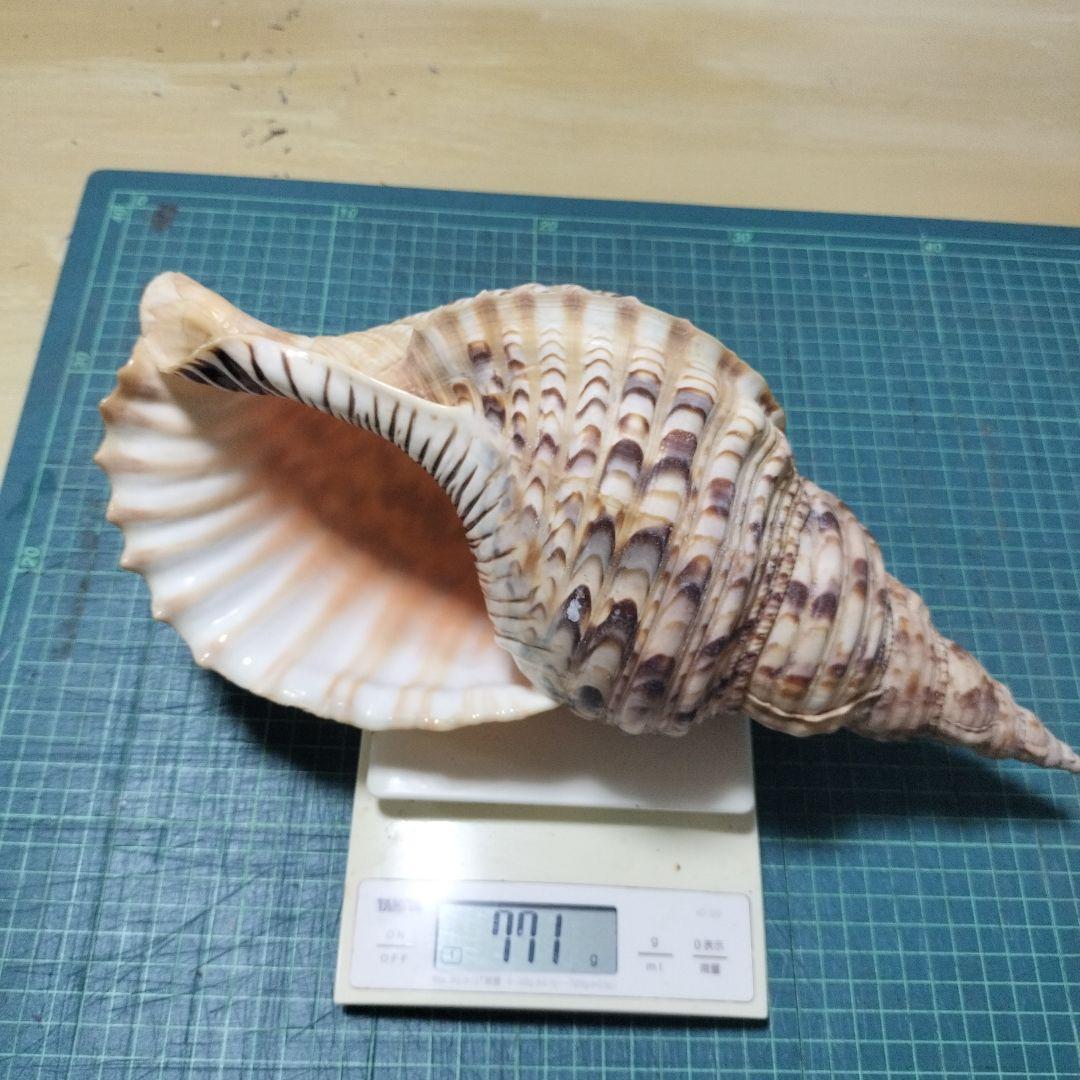 特大法螺貝　ほら貝　ホラ　約36cm　状態良い美品