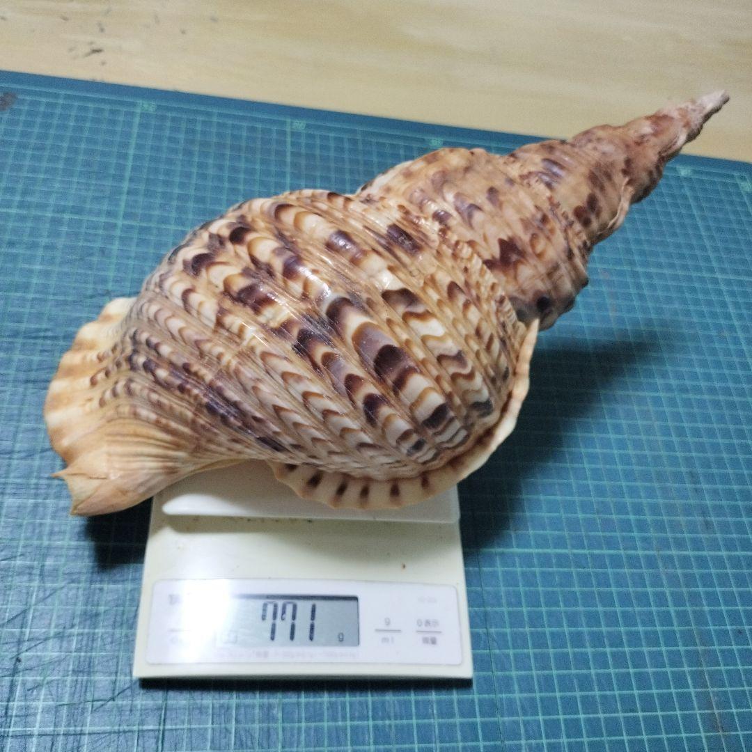特大法螺貝　ほら貝　ホラ　約36cm　状態良い美品