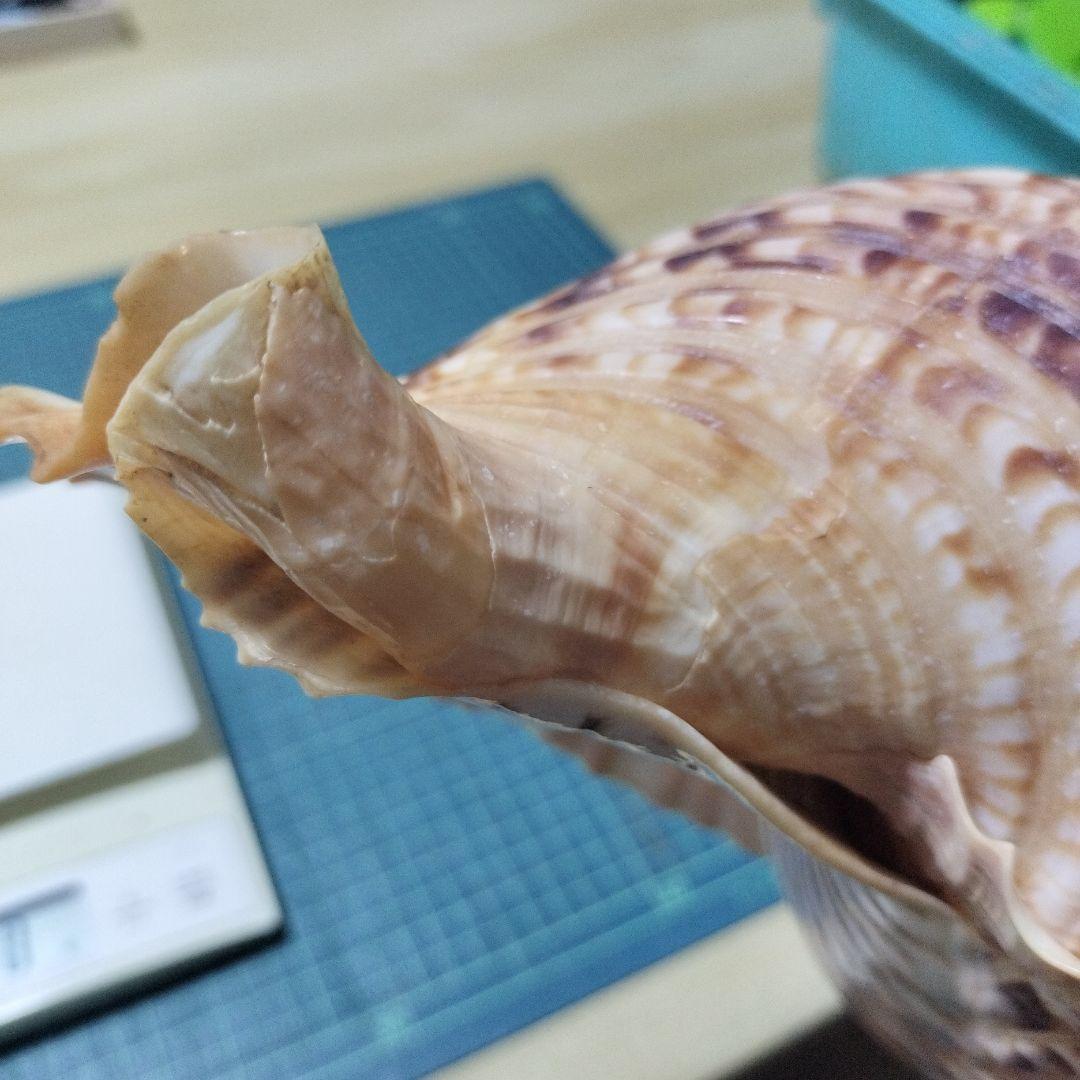 特大法螺貝　ほら貝　ホラ　約36cm　状態良い美品