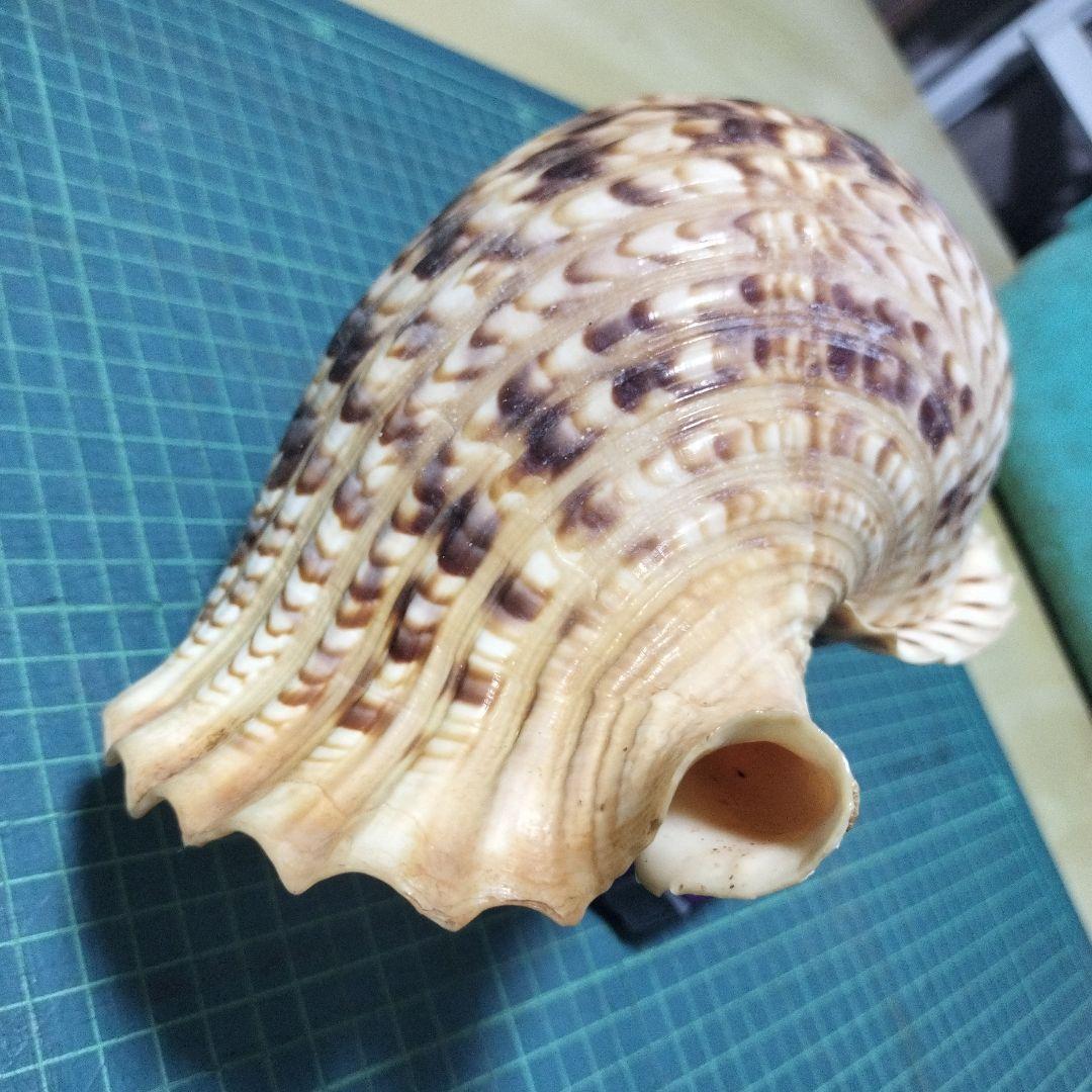 特大法螺貝　ほら貝　ホラ　約36cm　状態良い美品