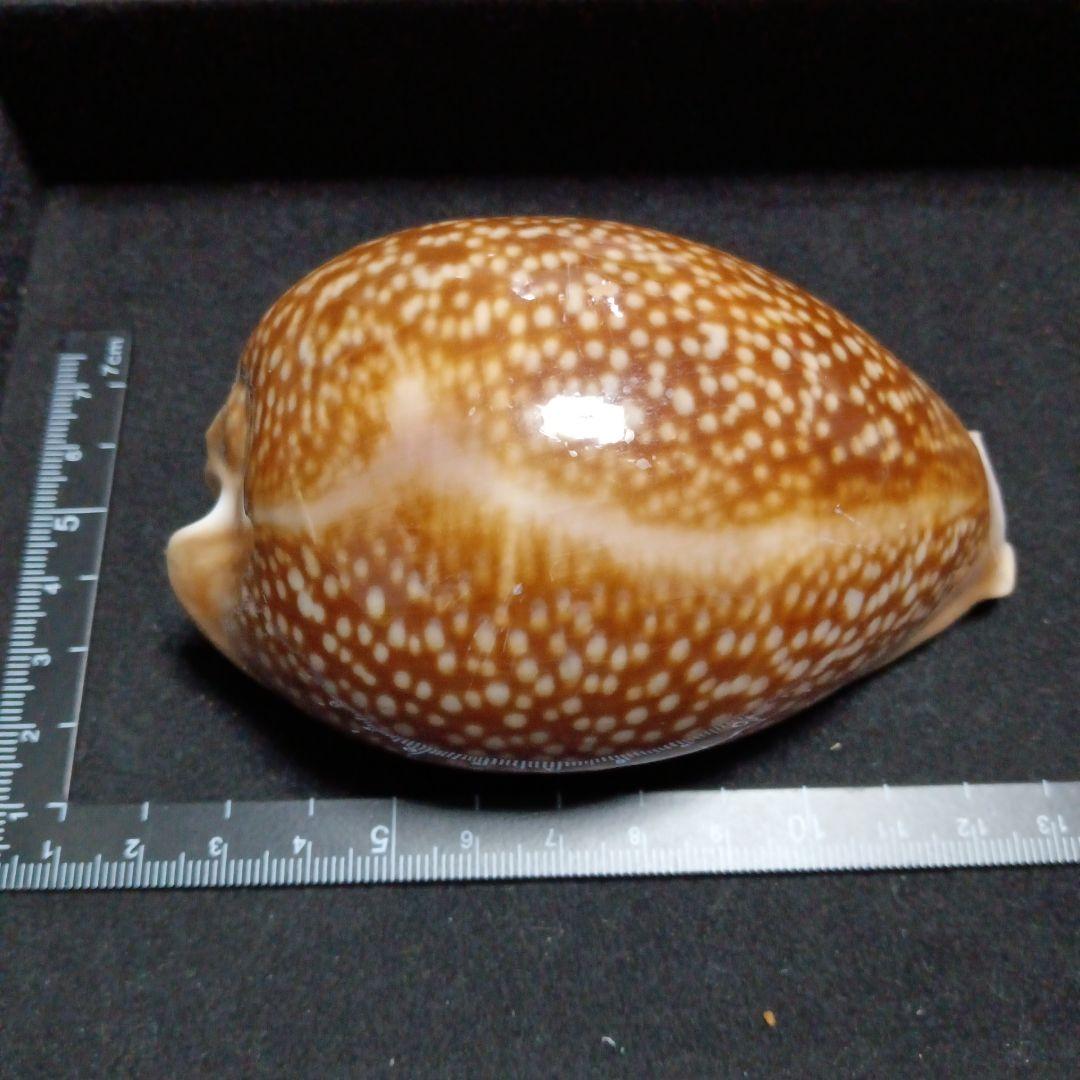 貝殻標本　タカラガイ