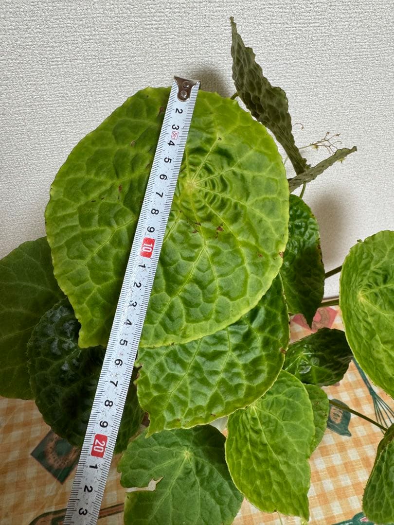 ✨希少種✨ベゴニアフートエンシスBegonia phuthoensis大株・美株