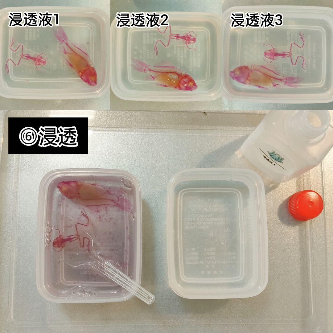 オリジナル商品【透明標本作製キット】(上級) 20点　自由研究 学習教材 改良版