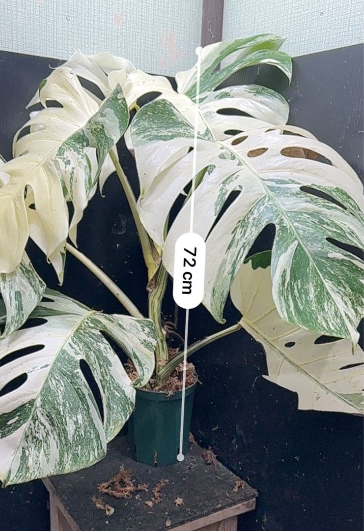 メ*3様 斑入りモンステラ ホワイトタイガー極美大株72cm白斑多