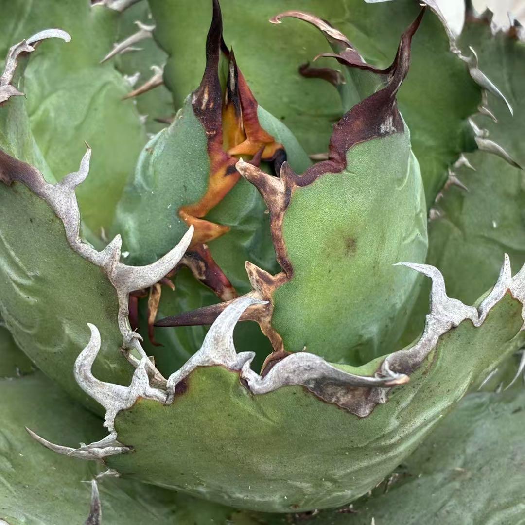 明*細様 アガベ チタノタ 超大株白鯨 親株出品 コレクション株 超甲蓋 特選品