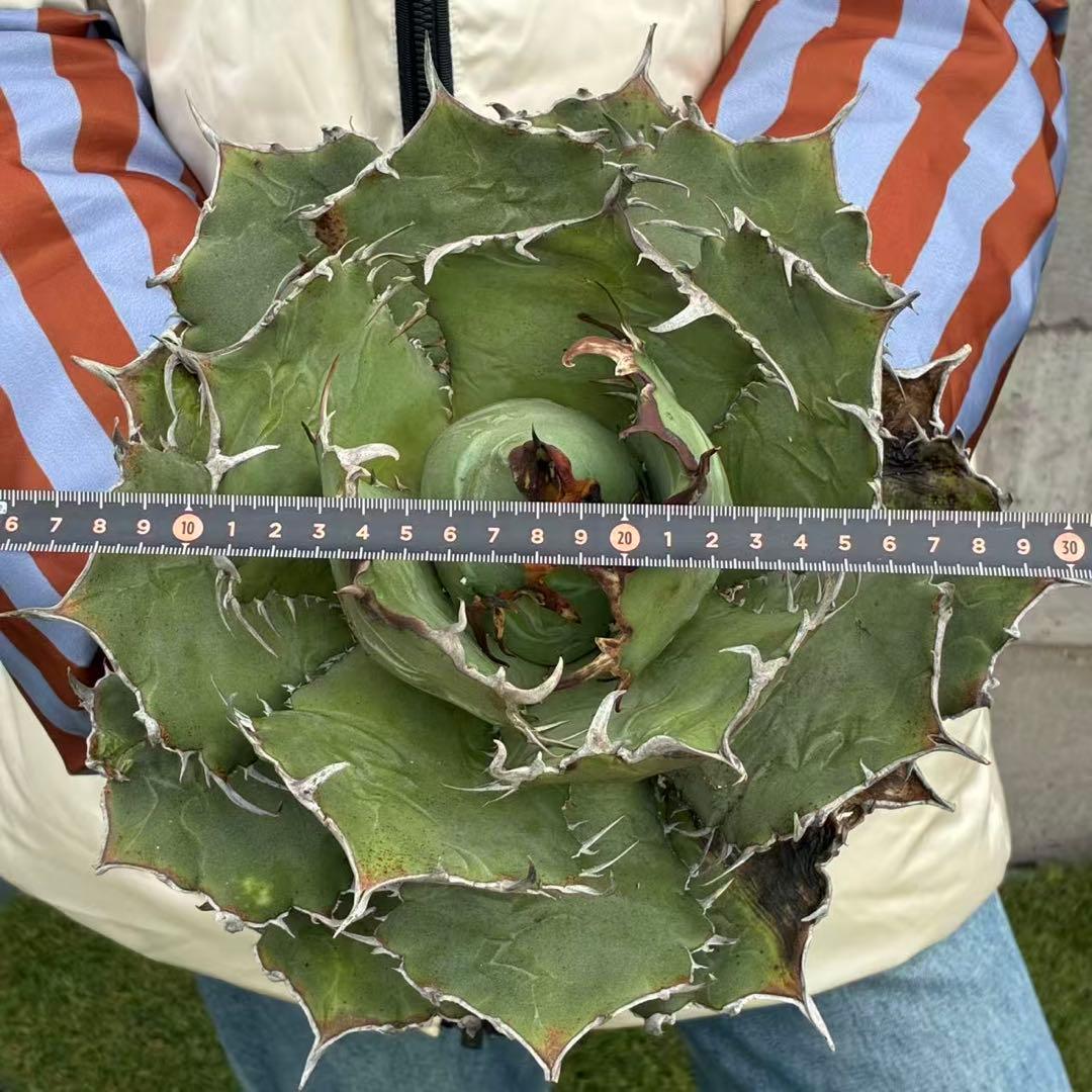 明*細様 アガベ チタノタ 超大株白鯨 親株出品 コレクション株 超甲蓋 特選品
