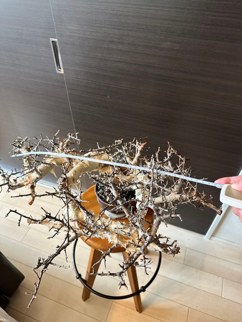 も*ま様 コミフォラ ピュア カタフ 超特大株