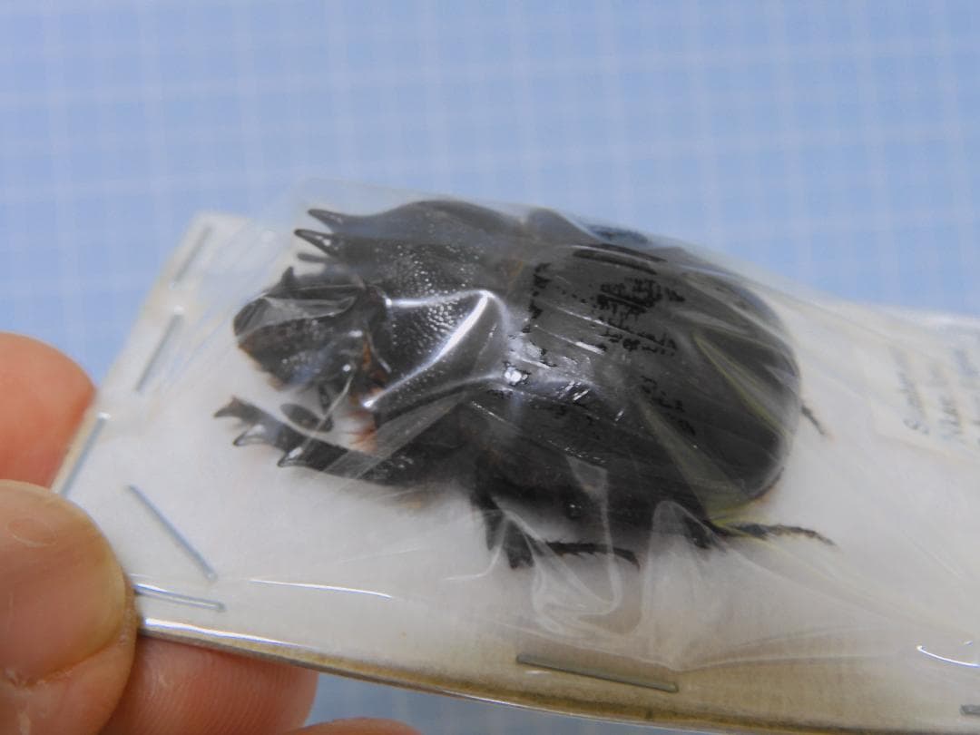 標本 Tanzania Heliocopris s.p 36mm