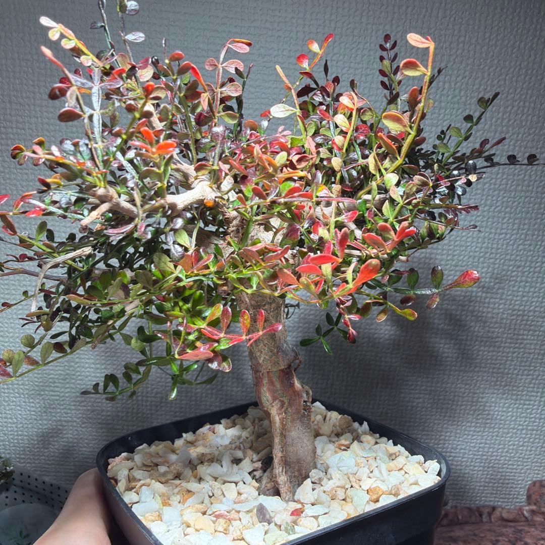 12/4更新　オペルクリカリアパキプス　実生6年目　パキプス　塊根植物　鉢ごと